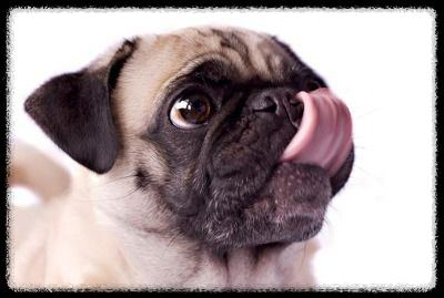 강아지의 입 핥기와 유대감: 사랑의 신호일까?