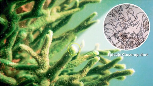 해면동물의 스피큘을 현미경으로 확대한 사진