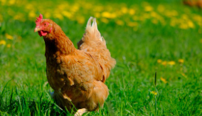 닭띠 2025년 운세