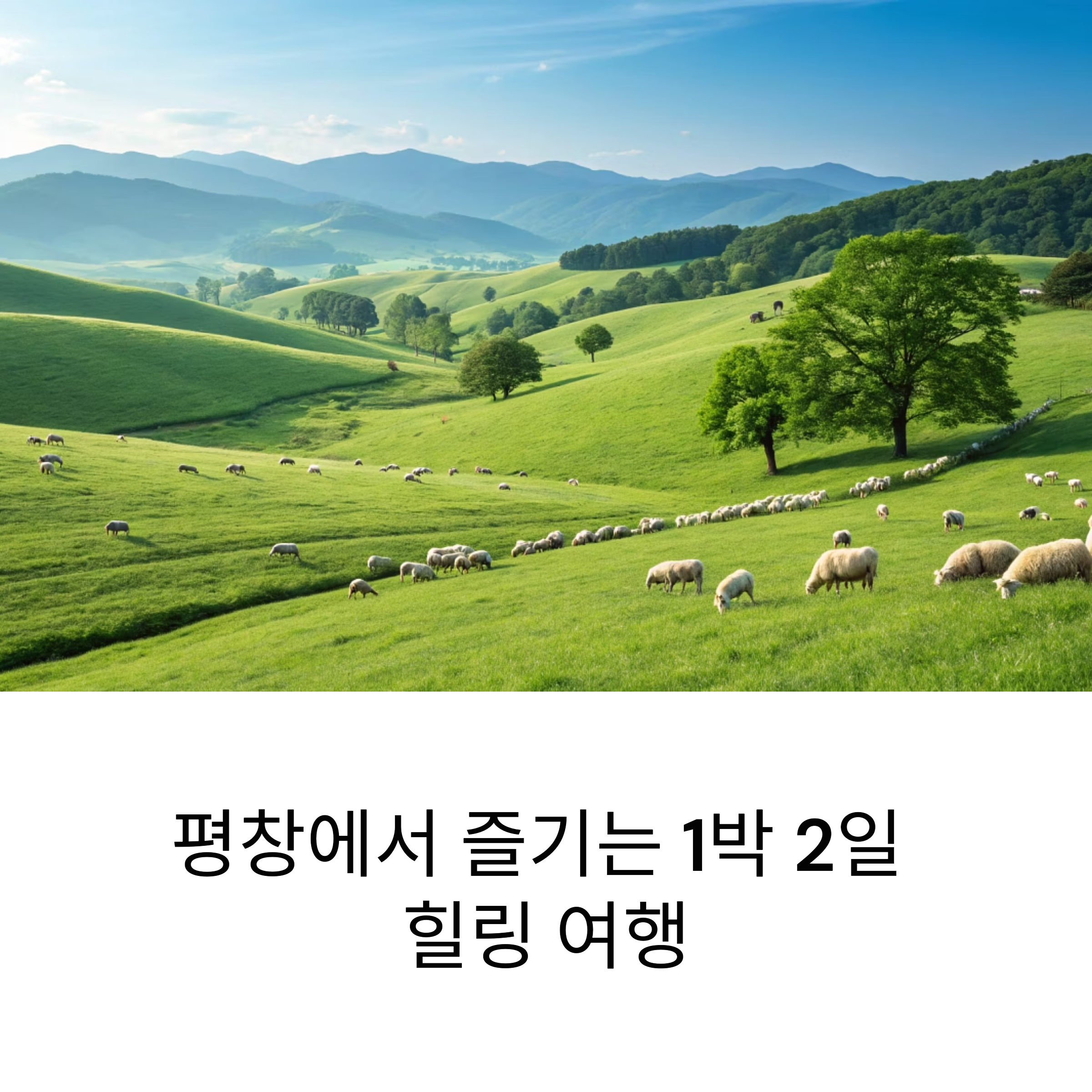 평창 대관령