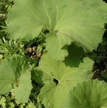 머위 효능과 부작용 고르는법 먹는법 칼로리