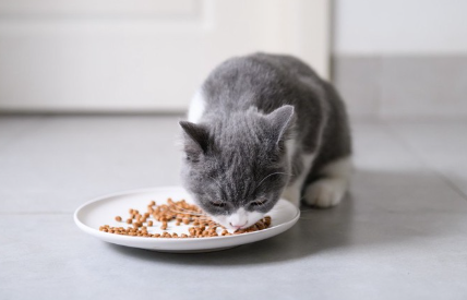애완동물 음식을 먹는 고양이.