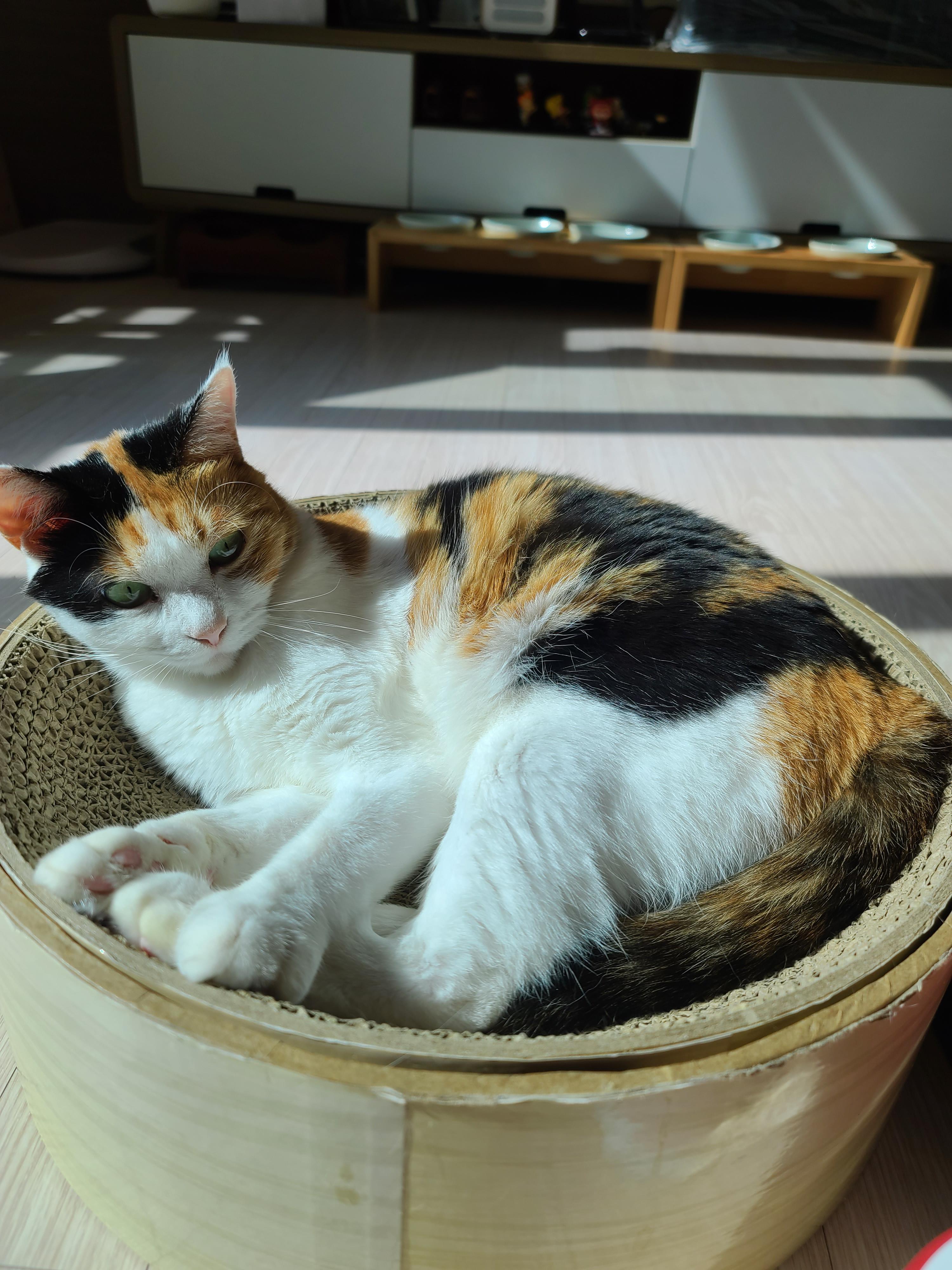 고양이의 중요한 하루일과 그루밍! 열일하는 요미 ㅋ