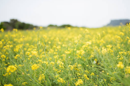 제주 유채꽃 시기