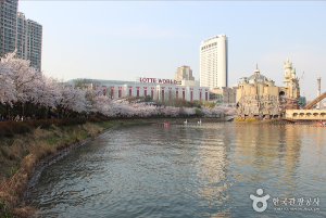 석촌호수벚꽃
