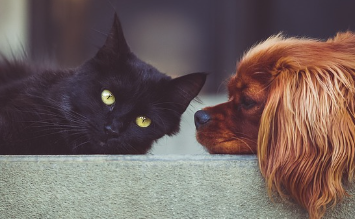 24시-동물병원-찾기