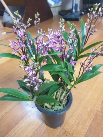 긴기아난 기르는법 꽃피우기 분갈이 물주기 꿀팁_12