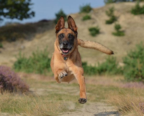 임무 수행 중인 말리노이즈