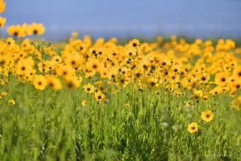 함안 악양생태공원 금계국 개화 시기와 사진 촬영 팁_3