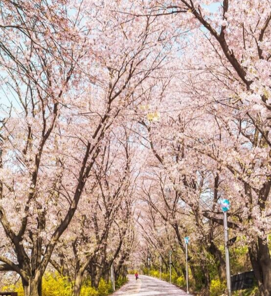 강화군 벚꽃길 드라이브