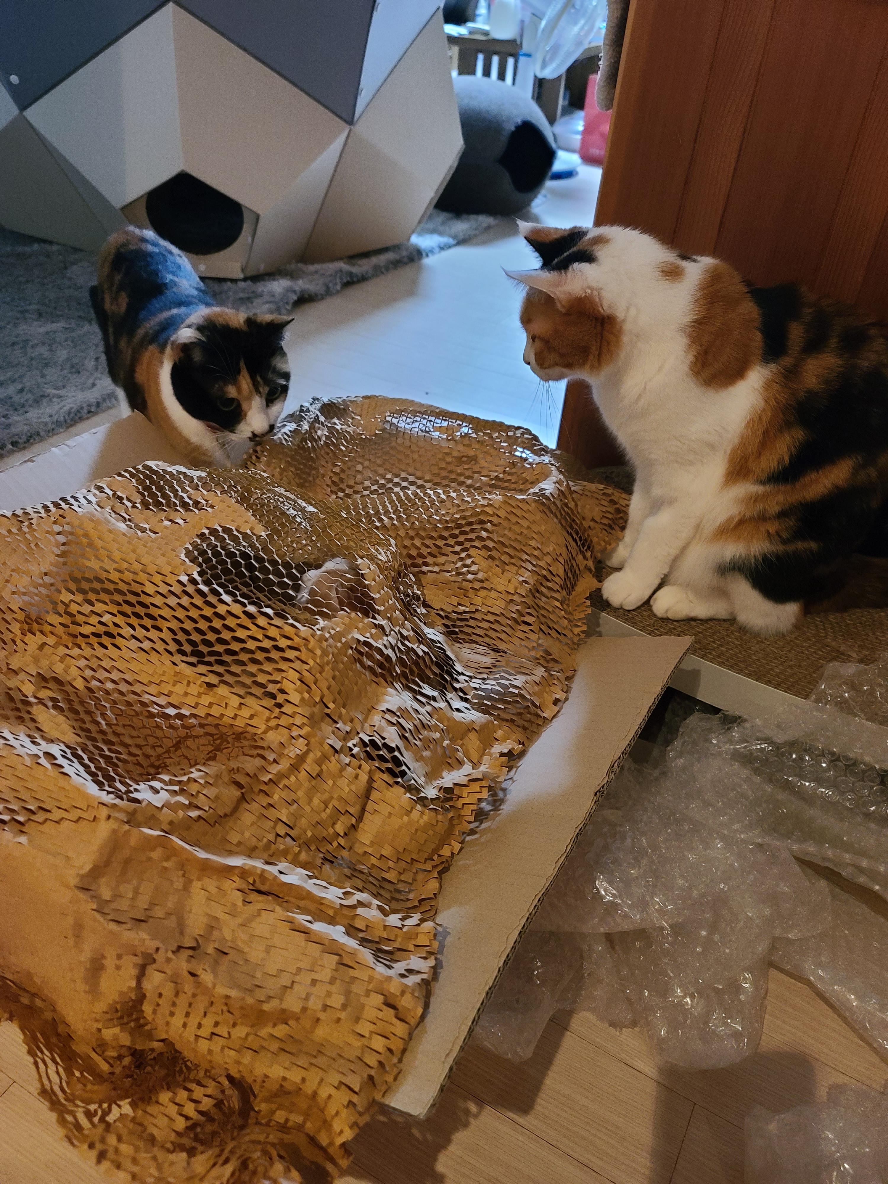 아이들의 호기심을 자극하는 장난감이 택배에 딸려왔다!