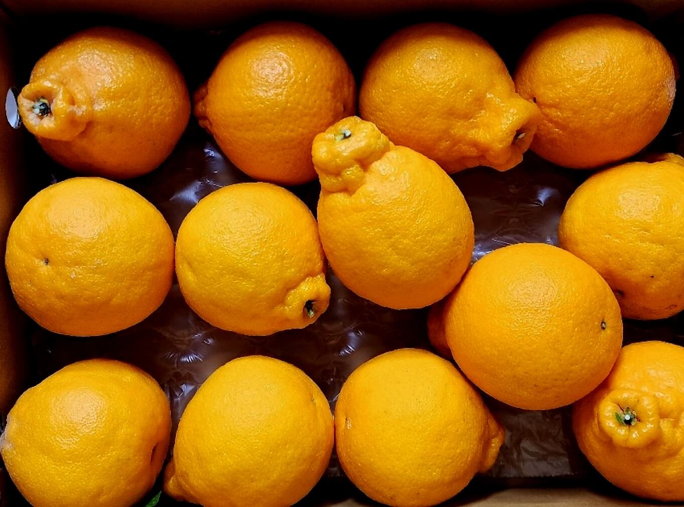 노화를 방지하고 피부 건강을 촉진