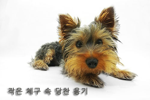 작은 체구 속 당찬 용기