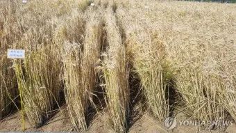 보리 재배 월동 관리 파종 밀도 웃자람 방지_3