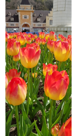 에버랜드 튤립축제