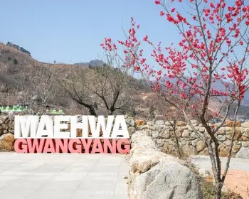 광양 매화축제_10