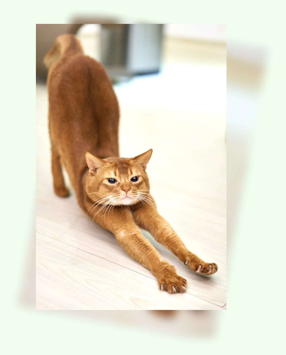 고양이 귀 관리_3_subsection