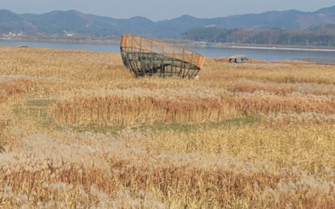 서천 신성리 갈대밭