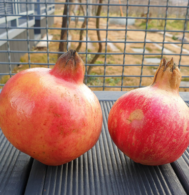 고흥석류파칸농장