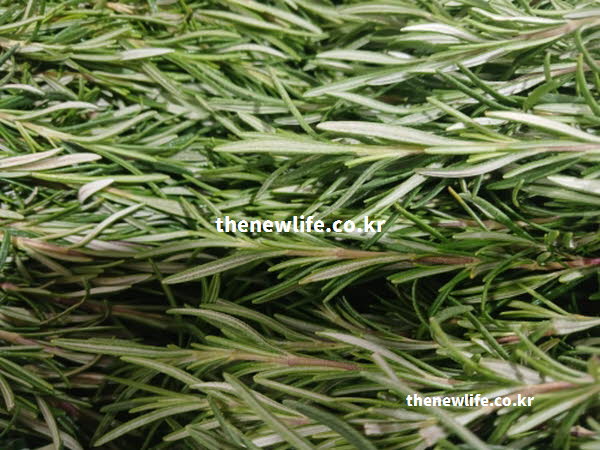 로즈마리 차 효능의 영양 성분을 보여주는 실사진