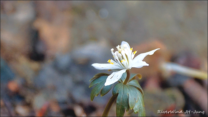 천성산 산하동 야생화 바람꽃