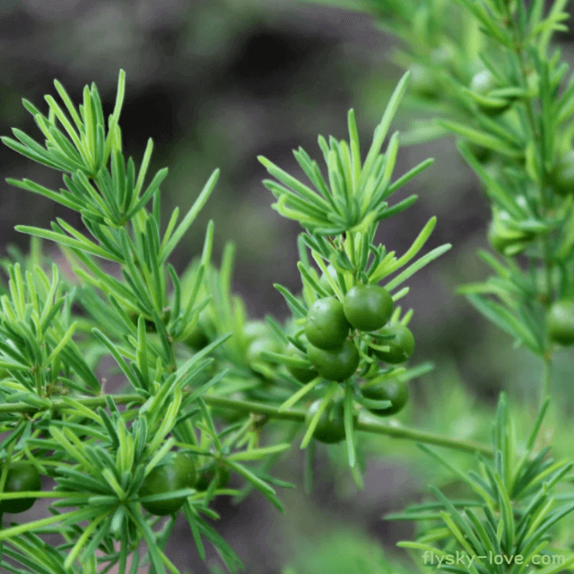 샤타바리 (Shatavari) 효능