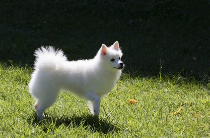 강아지 훈련의 중요성과 기본 원칙