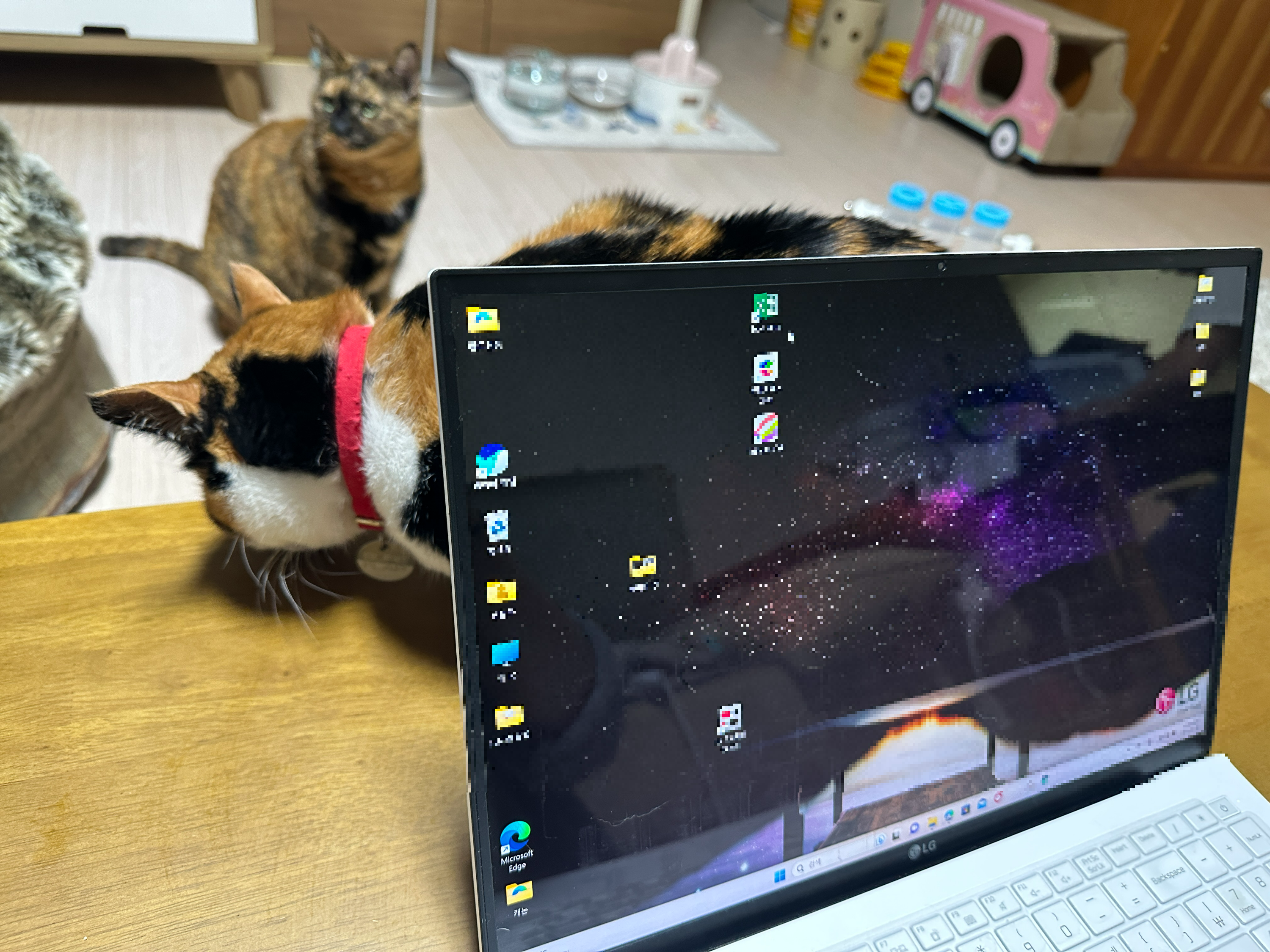 다다를_키운지_7년만에_다른_고양이들이_하는_행동을_하는_다다