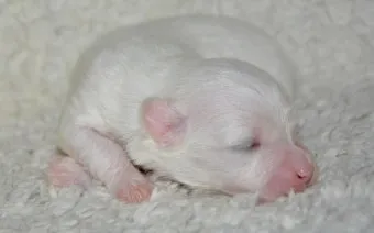 새끼강아지무료분양 멍멍이 가족 맞이 꿀팁_5