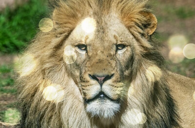 정면을-바라보는-사자