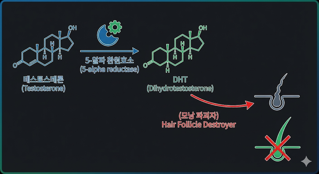 테스토스테론 + 5-알파 환원효소 ➔DHT (모낭 파괴자)