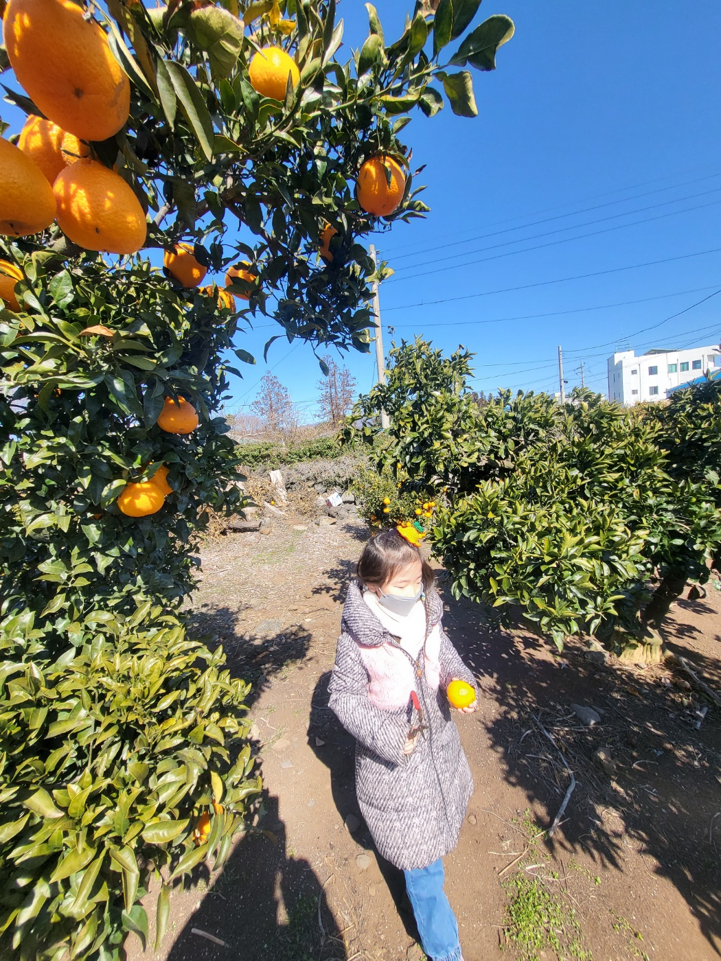 제주도 한라봉 체험, 감귤 체험