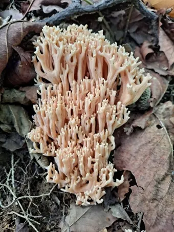 싸리버섯 효능 종류 채취시기 제철 손질법 요리법싸리 보관방법 정리_20