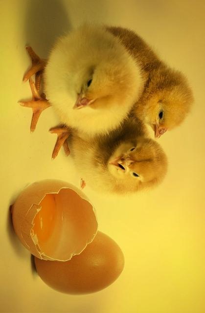 긴급복지 생계지원금