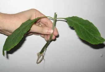 꺾꽂이 번식 시기선정 도구준비 삽목토관리 뿌리내리기 쉬운 식물_6
