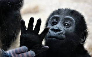 손바닥을-펴보이는-검은-원숭이