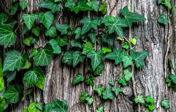 묘목, 담쟁이