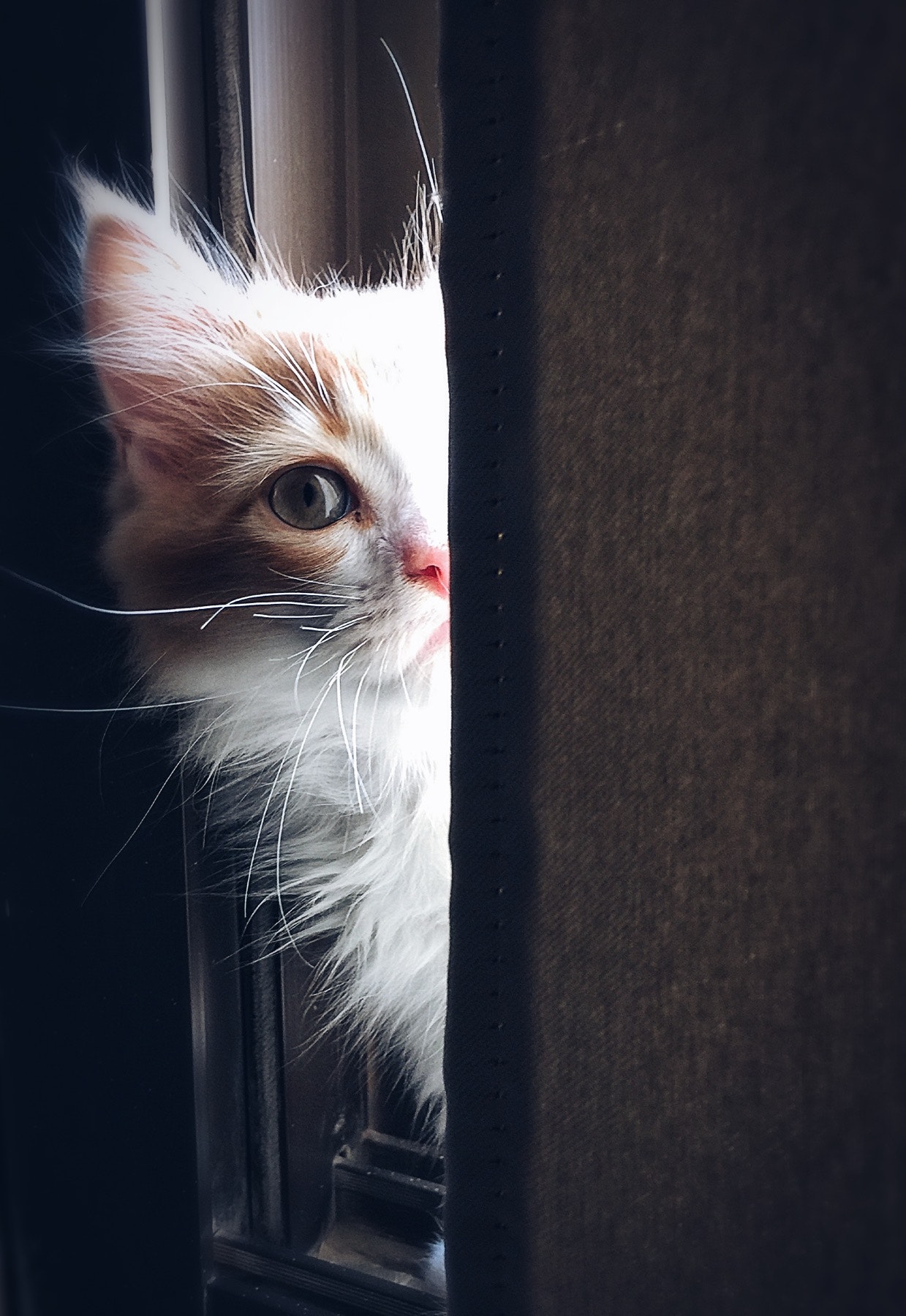 고양이 목욕요령