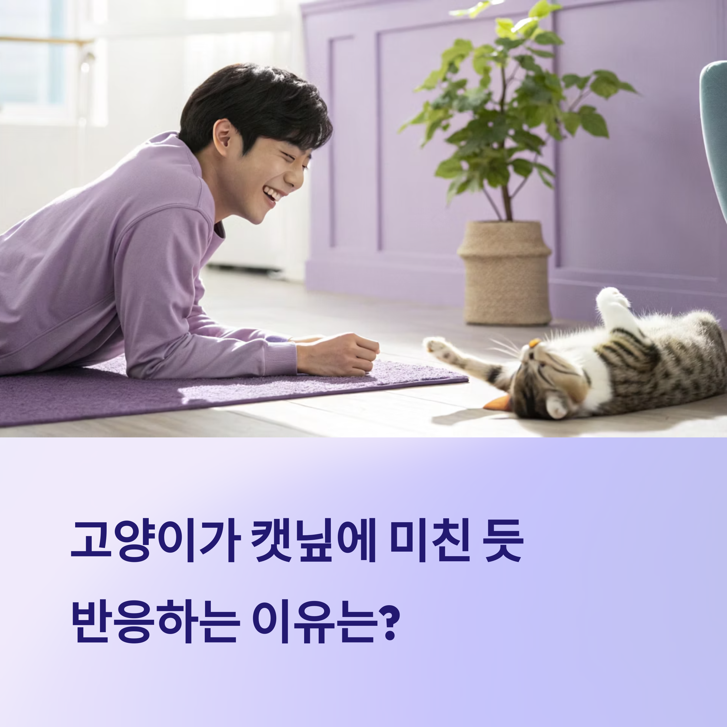 고양이 캣닢 반응과 올바른 사용법