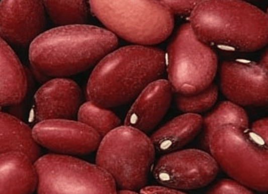 강남콩 심는 시기 심는(재배) 방법 심는 간격 및 조림 만들어보기(강낭콩)