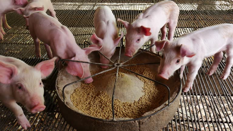 돼지 키우는 꿈