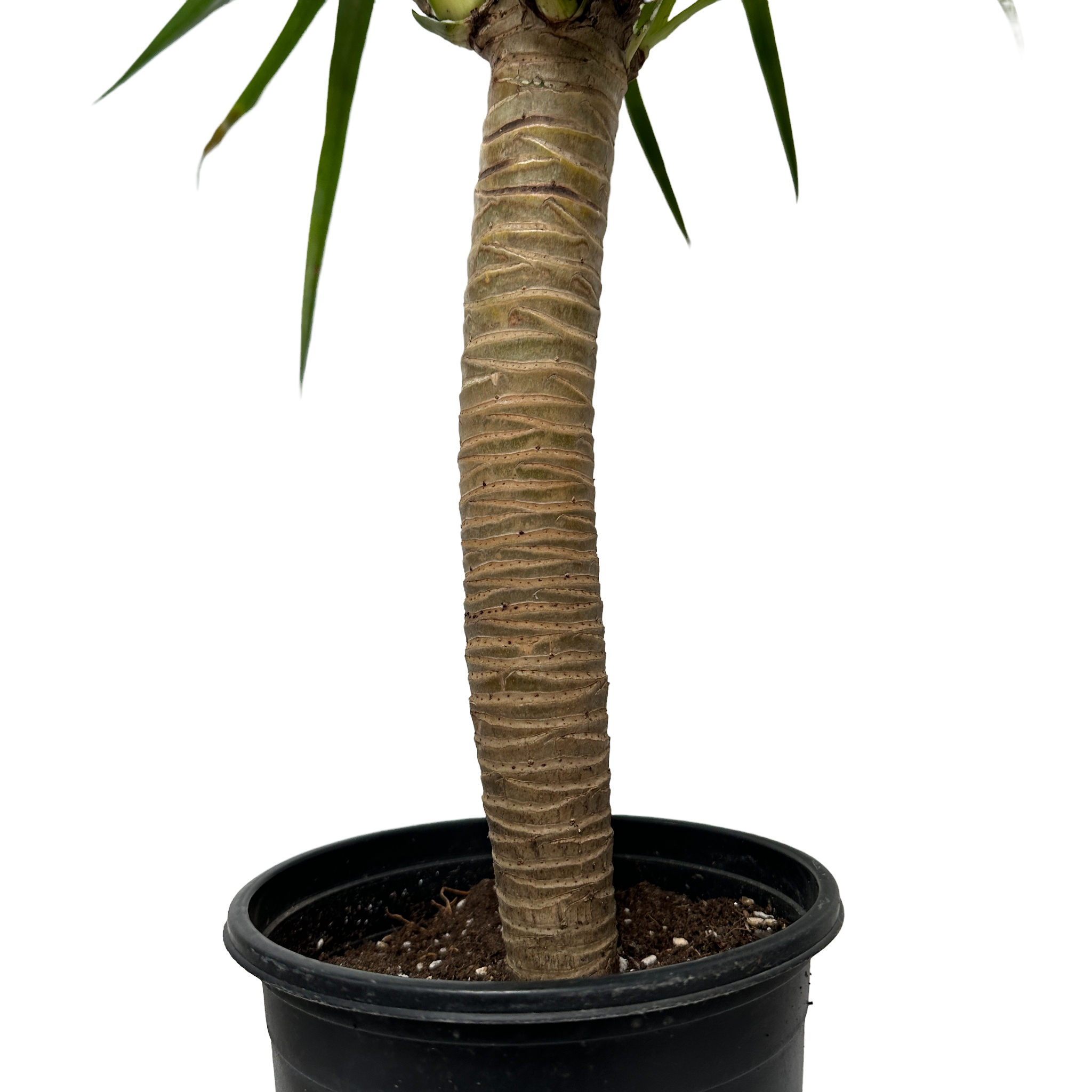 키우기쉬운 실내 정화식물 드라코 키우는 법