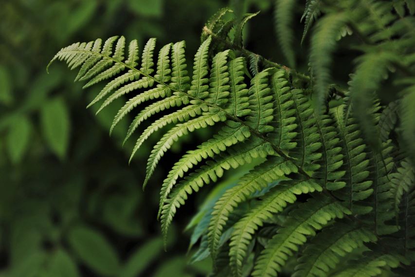 보스턴 고사리 이미지