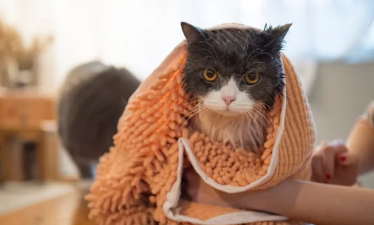 고양이 목욕사진/출처:어도비스톡