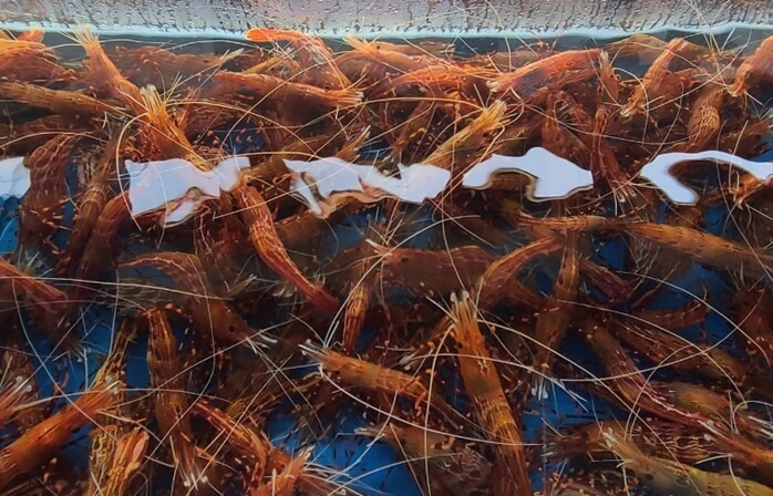 울릉도-천금수산