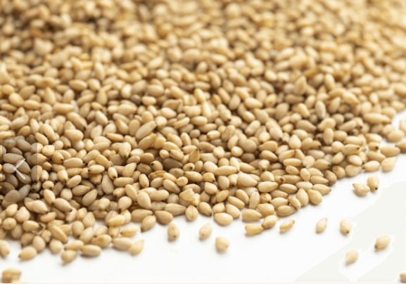 참깨 심는시기 파종시기 수확시기 및 재배법 알아보기