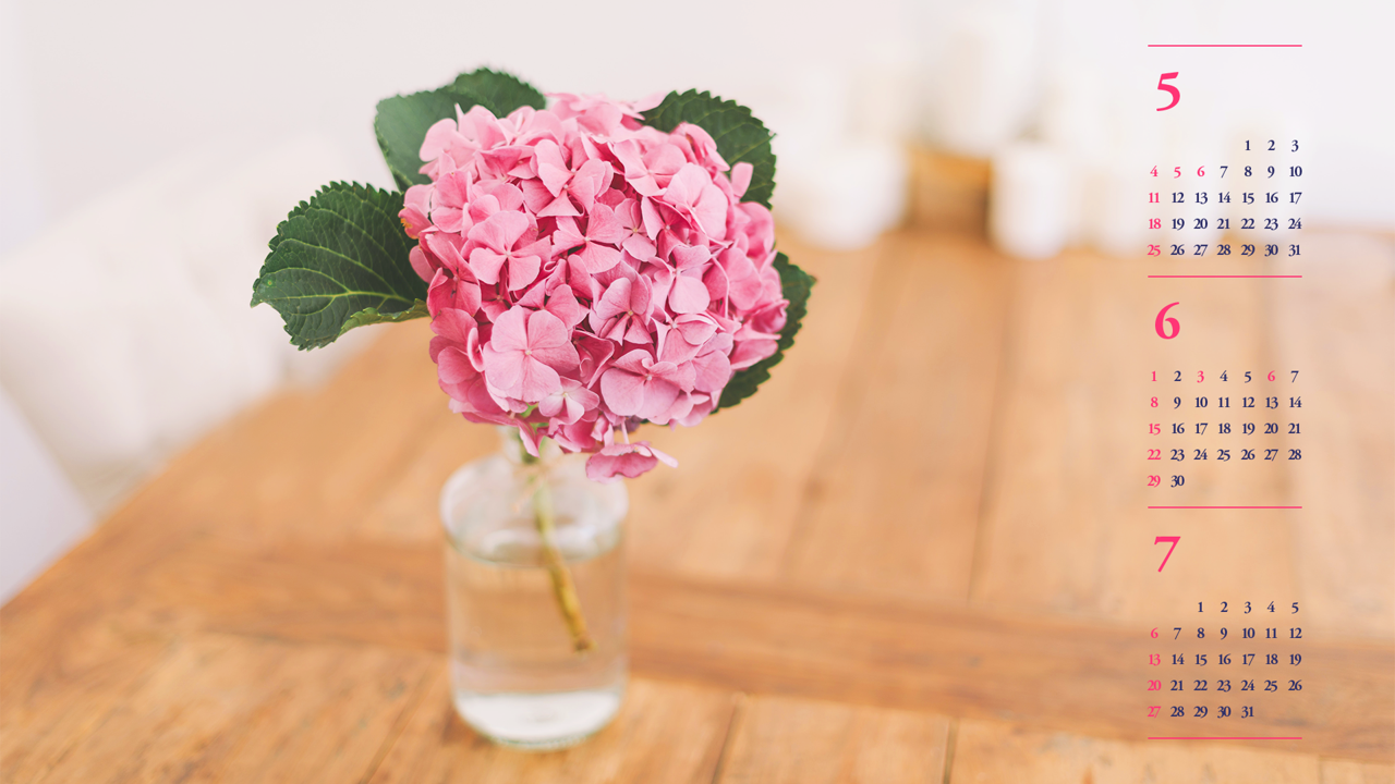 12 분홍수국 B - 2025년6월 노트북배경화면