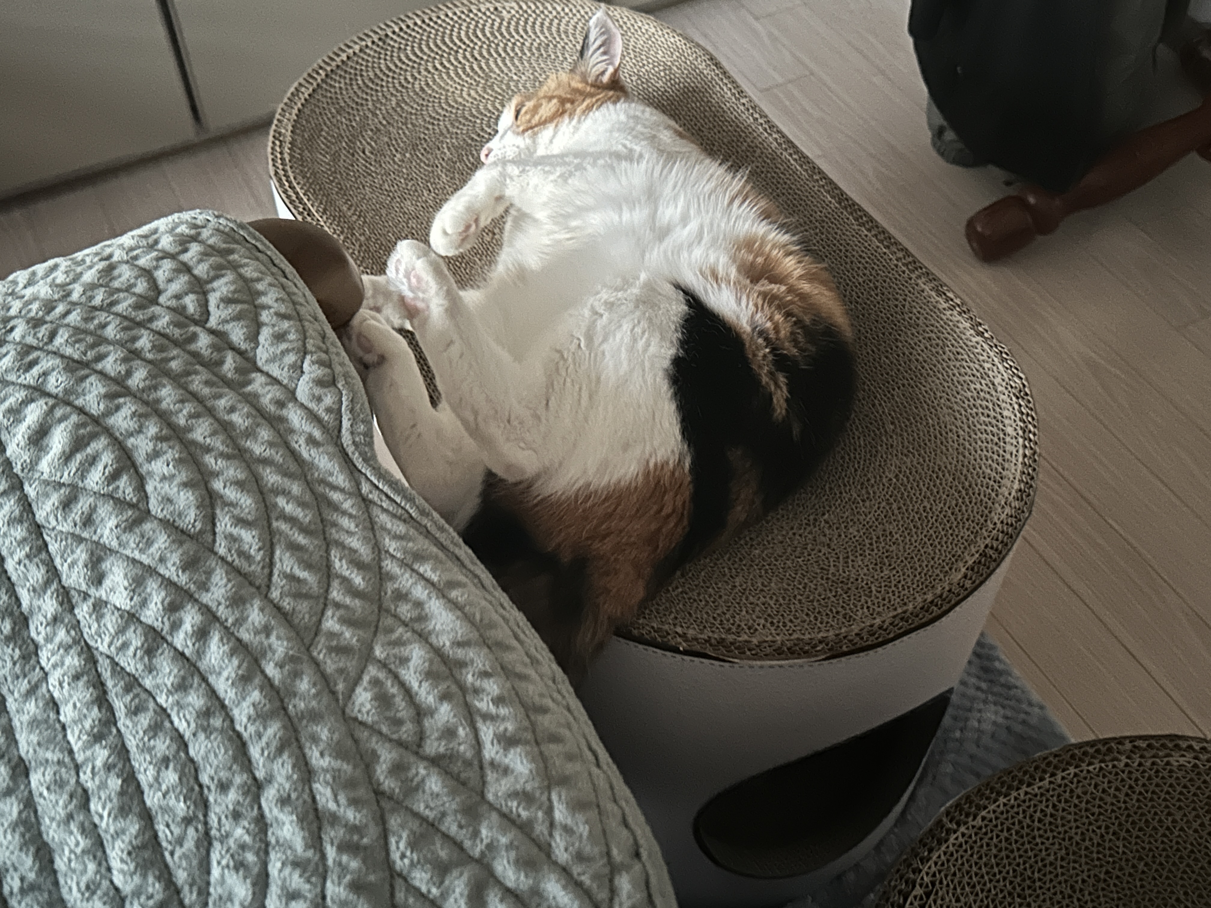 삼색이_고양이_요미