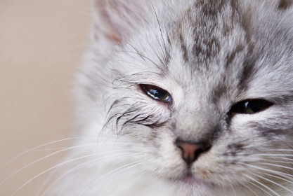 눈이 아플 것 같은 고양이.