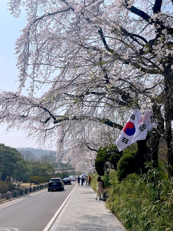 벚꽃
